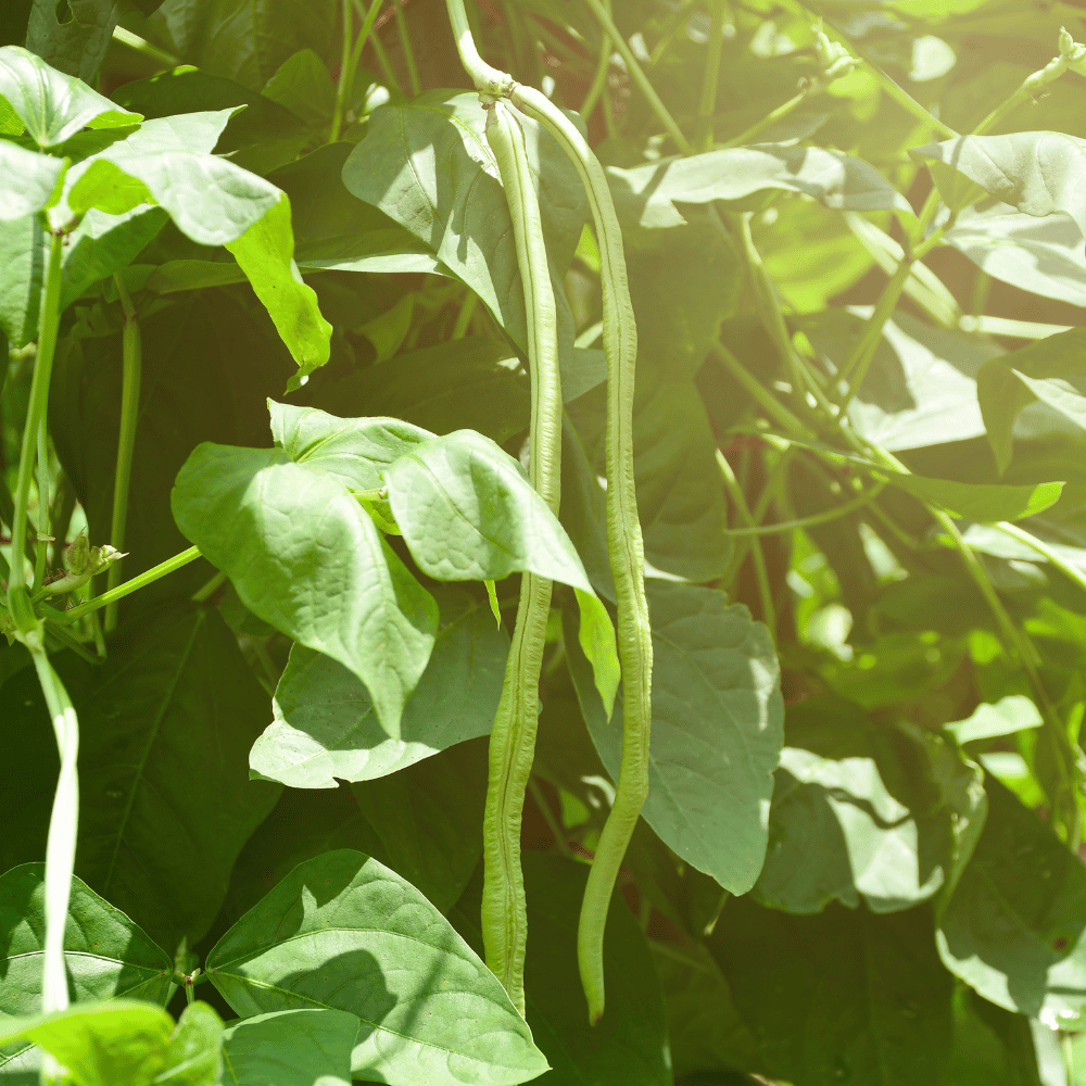 Long Yard Bean