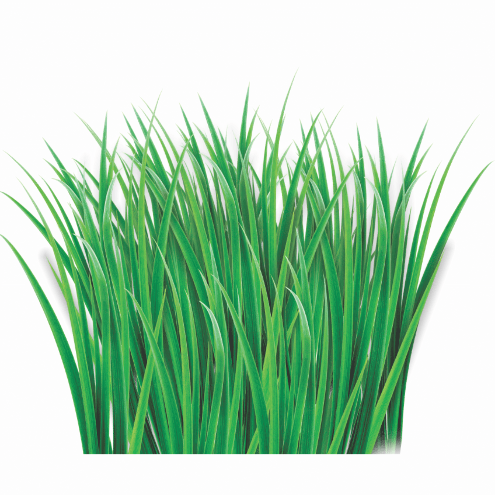 Grass