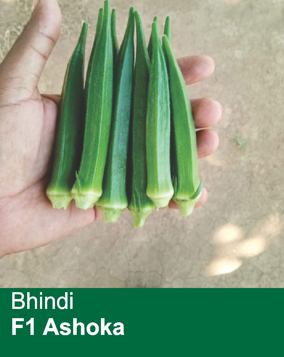 Bhindi F1 Ashoka