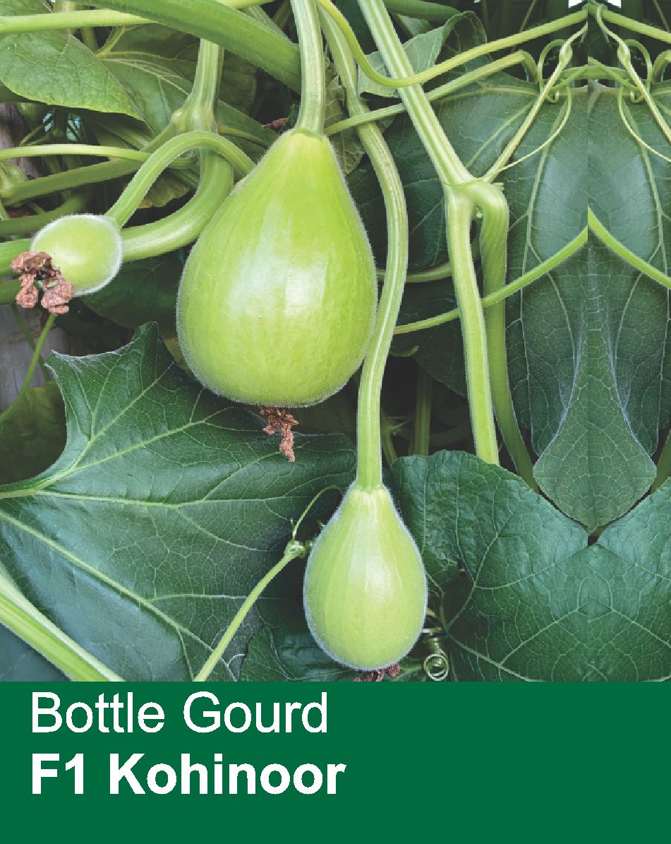Bottle Gourd F1 Kohinoor