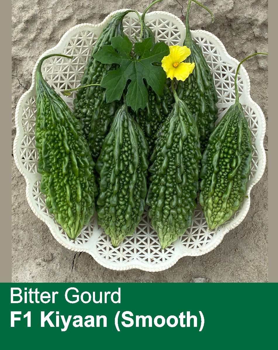 Bitter Gourd F1 Kiyaan (Smooth)