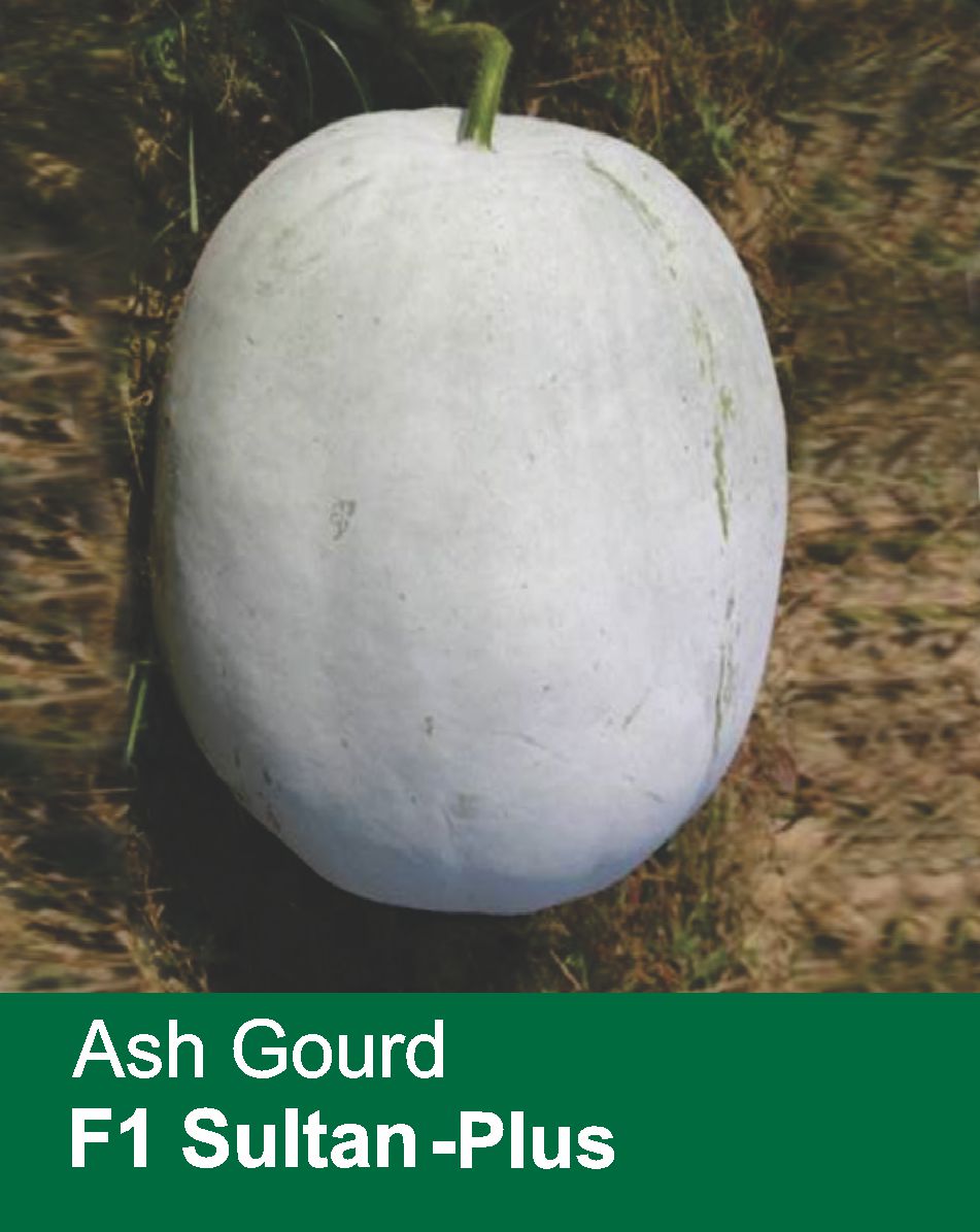 Ash Gourd F1 Sultan Plus