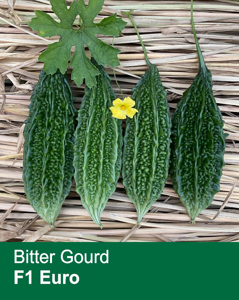 Bitter Gourd F1 Euro