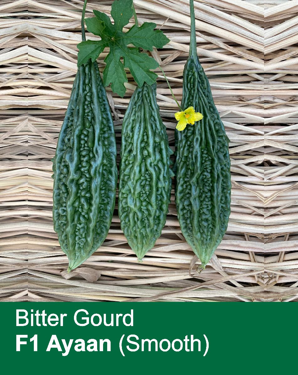 Bitter Gourd F1 Ayaan (Smooth)
