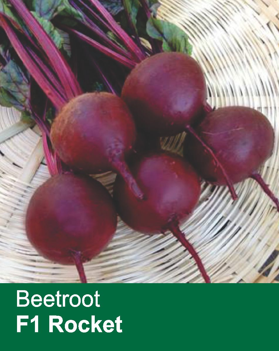 Beetroot F1 Rocket
