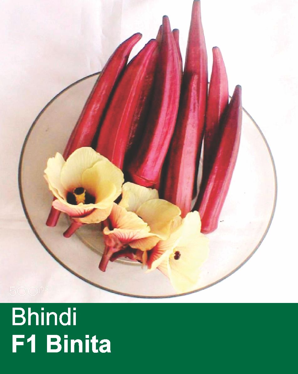 Bhindi F1 Binita