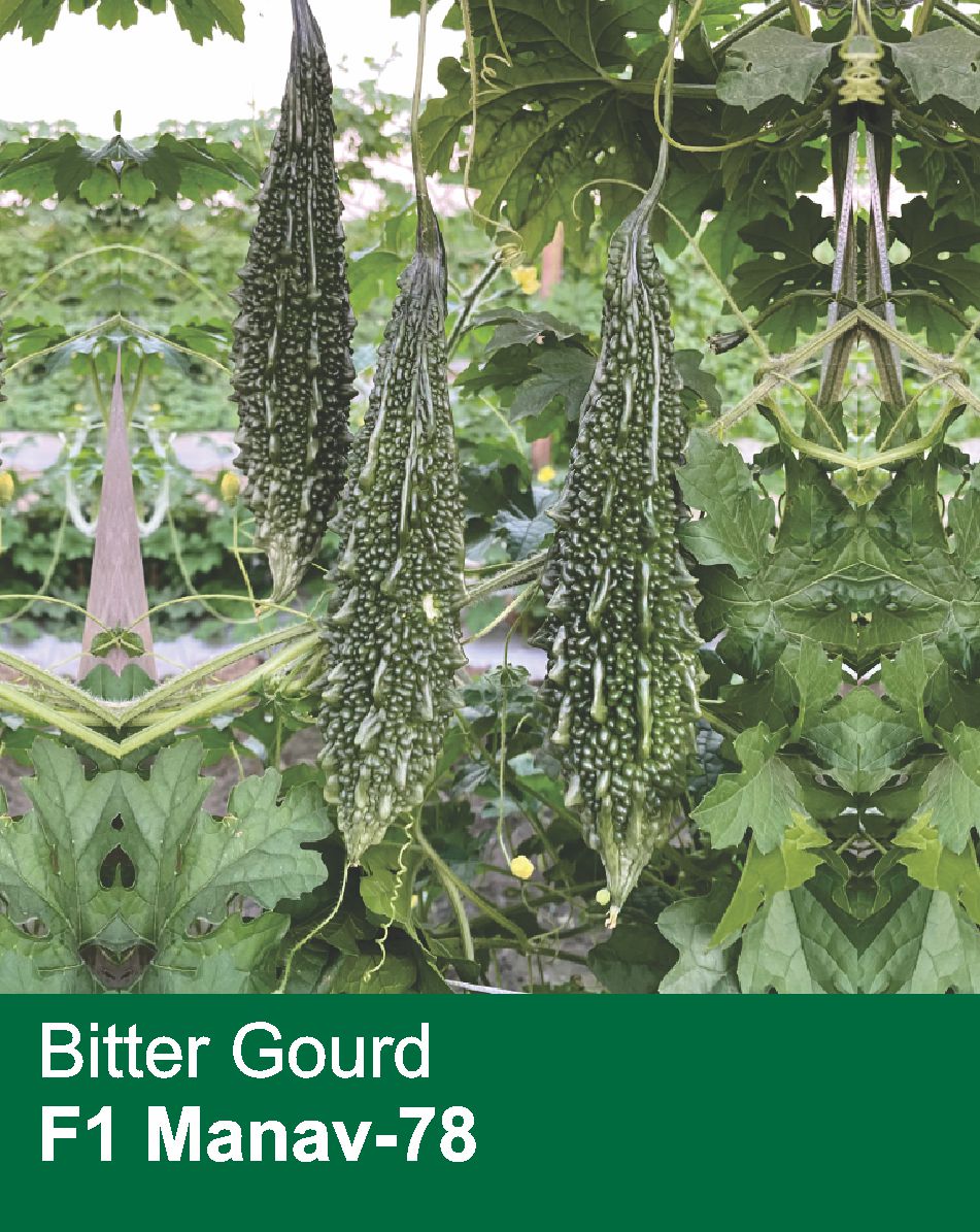 Bitter Gourd F1 Manav-78