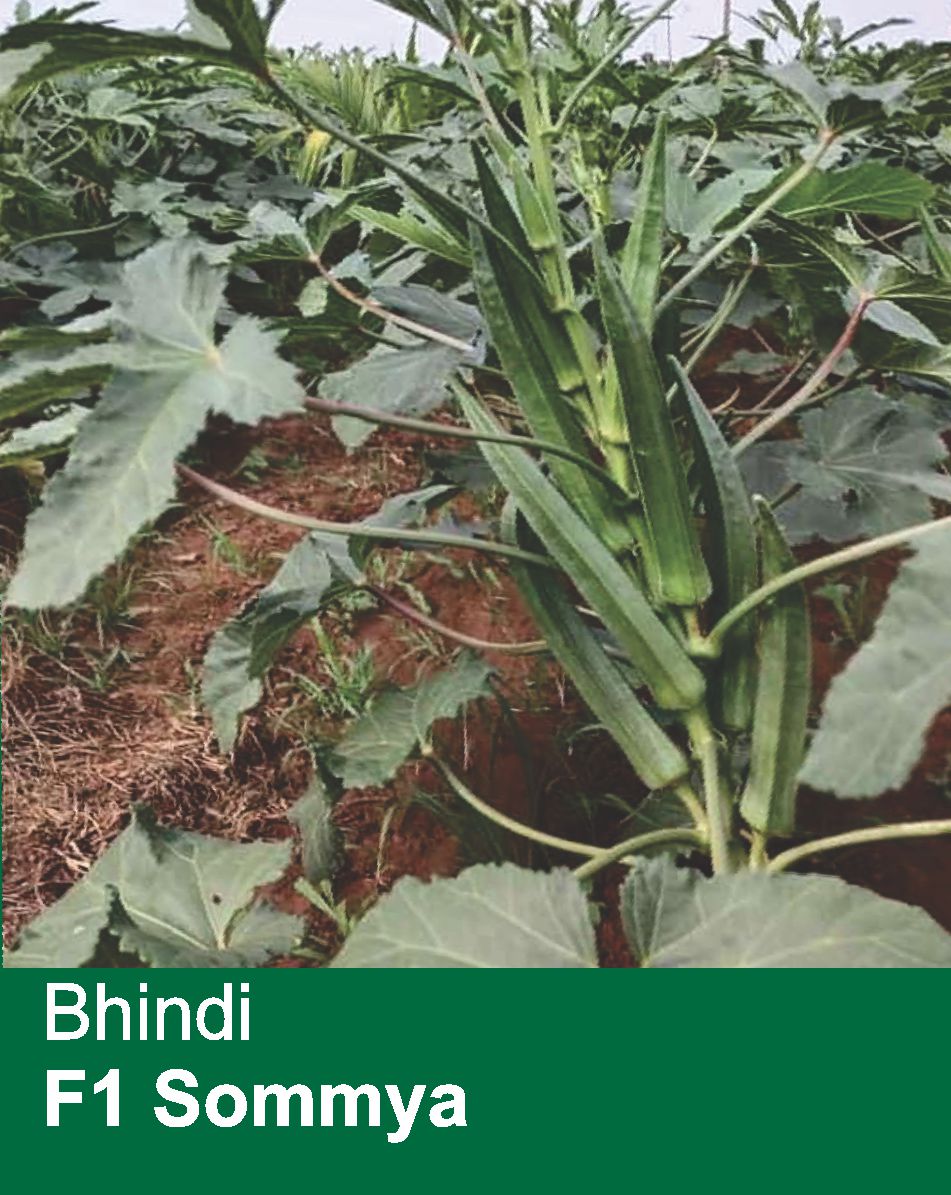 Bhindi F1 Sommya