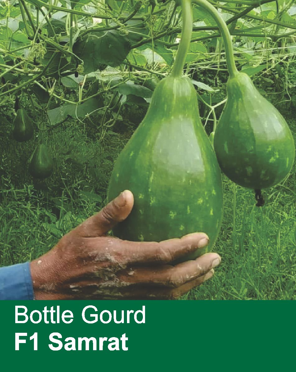 Bottle Gourd F1 Samrat